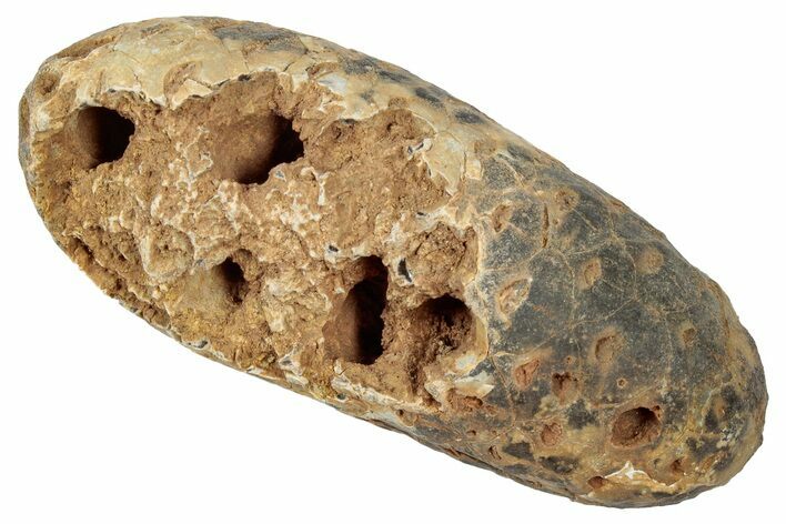 Fossil Cycadophyte Seed Cone - Boujdour, Morocco #346683